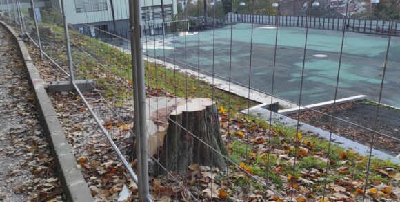 Cinci castani tăiați | „A greșit proiectantul” sau dezinformează primarul?