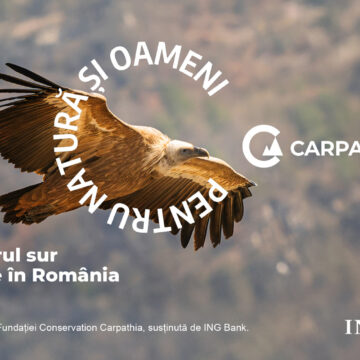 Vulturii se întorc în Munții Făgăraș: Fundația Conservation Carpathia, ING și comunitățile din Argeș pregătesc reintroducerea vulturului sur în România Vulturii se întorc în Munții Făgăraș: Fundația Conservation Carpathia, ING și comunitățile din Argeș pregătesc reintroducerea vulturului sur în România