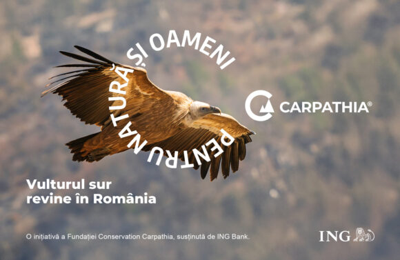 Vulturii se întorc în Munții Făgăraș: Fundația Conservation Carpathia, ING și comunitățile din Argeș pregătesc reintroducerea vulturului sur în România