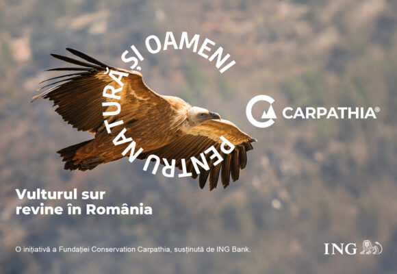 Vulturii se întorc în Munții Făgăraș: Fundația Conservation Carpathia, ING și comunitățile din Argeș pregătesc reintroducerea vulturului sur în România