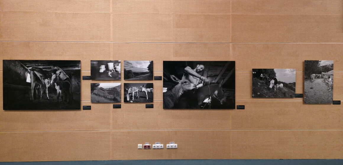 The Roots of Humanity – Păstrarea culturii prin esența umană la Biblioteca Națională a României The Roots of Humanity – Păstrarea culturii prin esența umană la Biblioteca Națională a României