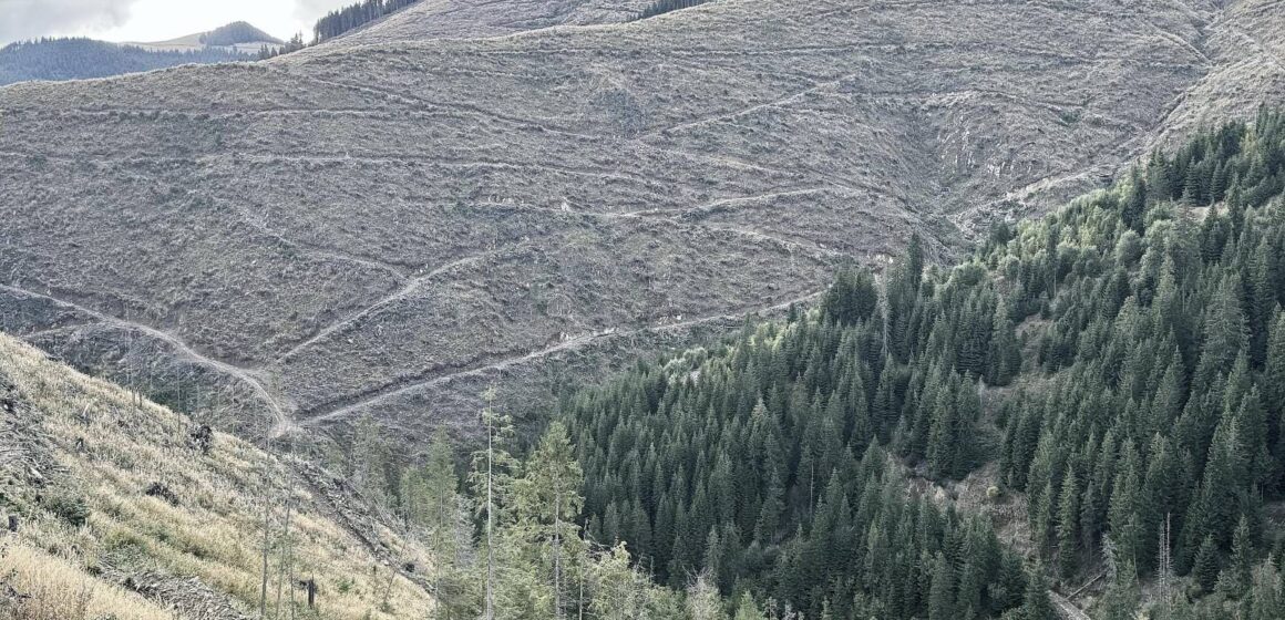 Agent Green, Declic și Greenpeace: Rezultatele Inventarului Forestier Național (IFN-III) arată degradarea accelerată a pădurilor României Agent Green, Declic și Greenpeace: Rezultatele Inventarului Forestier Național (IFN-III) arată degradarea accelerată a pădurilor României