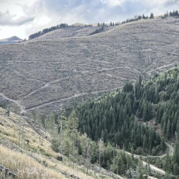Agent Green, Declic și Greenpeace: Rezultatele Inventarului Forestier Național (IFN-III) arată degradarea accelerată a pădurilor României