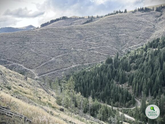 Agent Green, Declic și Greenpeace: Rezultatele Inventarului Forestier Național (IFN-III) arată degradarea accelerată a pădurilor României