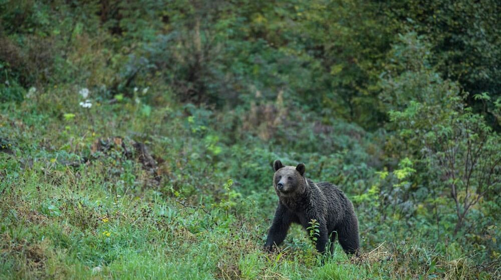 Fundația Conservation Carpathia | Managementul urșilor trebuie să servească intereselor oamenilor din mediul rural: intervenim lângă localități nu în adâncul pădurii