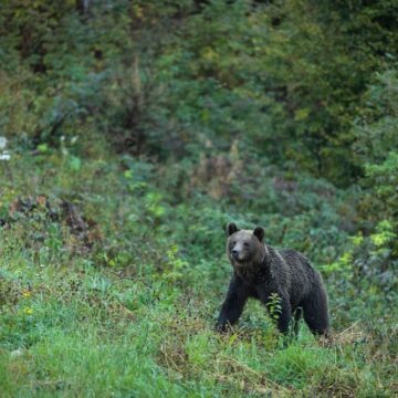 Fundația Conservation Carpathia | Managementul urșilor trebuie să servească intereselor oamenilor din mediul rural: intervenim lângă localități nu în adâncul pădurii