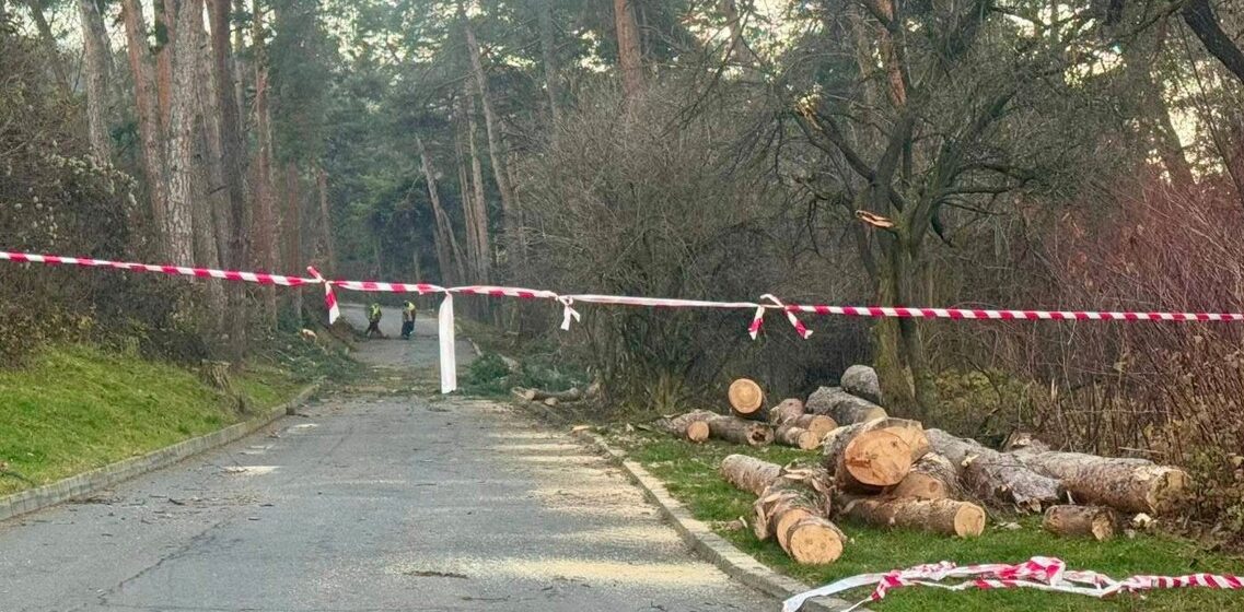 51 de arbori extrași pentru că prezentau risc pentru siguranța cetățenilor. Arborii erau vizați din luna iulie 51 de arbori extrași pentru că prezentau risc pentru siguranța cetățenilor. Arborii erau vizați din luna iulie