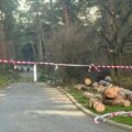 51 de arbori extrași pentru că prezentau risc pentru siguranța cetățenilor. Arborii erau vizați din luna iulie