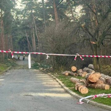 51 de arbori extrași pentru că prezentau risc pentru siguranța cetățenilor. Arborii erau vizați din luna iulie 51 de arbori extrași pentru că prezentau risc pentru siguranța cetățenilor. Arborii erau vizați din luna iulie