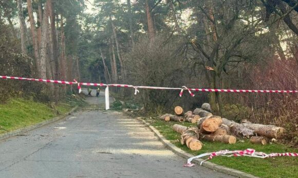 51 de arbori extrași pentru că prezentau risc pentru siguranța cetățenilor. Arborii erau vizați din luna iulie