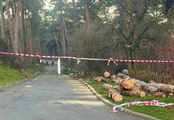 51 de arbori extrași pentru că prezentau risc pentru siguranța cetățenilor. Arborii erau vizați din luna iulie