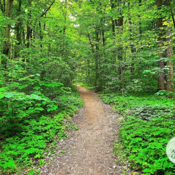 Agent Green | Drumul din pădurea Băneasa deschis traficului auto este ilegal și trebuie dezafectat