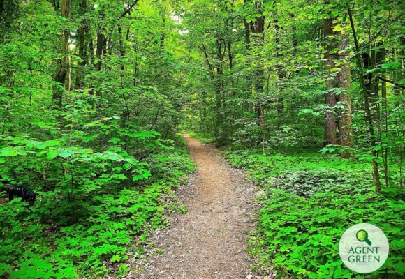 Agent Green | Drumul din pădurea Băneasa deschis traficului auto este ilegal și trebuie dezafectat