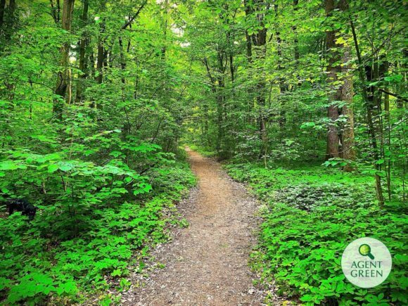 Agent Green | Drumul din pădurea Băneasa deschis traficului auto este ilegal și trebuie dezafectat