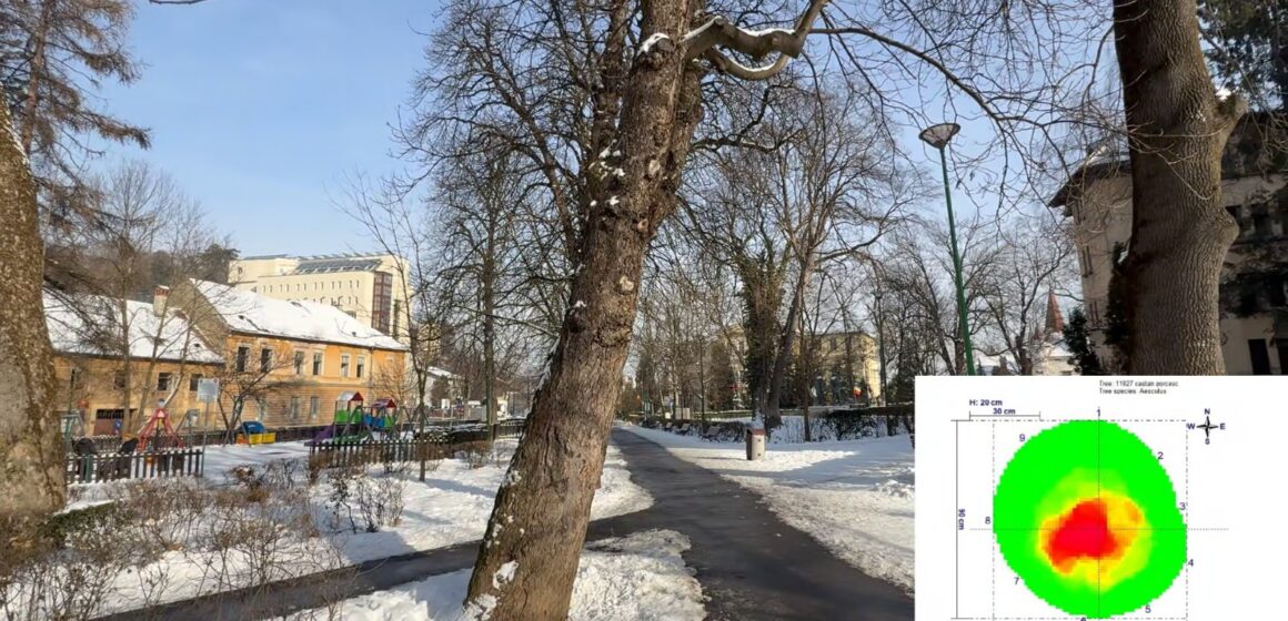 Comitetul Local pentru Situații de Urgență Brașov a aprobat extragerea a 32 de arbori din zona Aleii de Sub Tâmpa și din Parcul Gheorghe Dima (Șaguna)