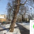 Comitetul Local pentru Situații de Urgență Brașov a aprobat extragerea a 32 de arbori din zona Aleii de Sub Tâmpa și din Parcul Gheorghe Dima (Șaguna)