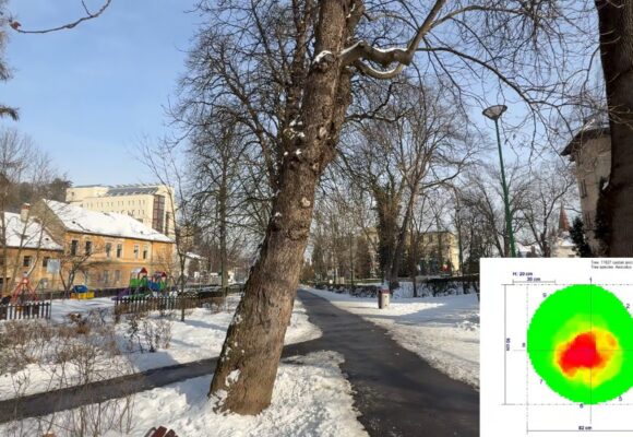 Comitetul Local pentru Situații de Urgență Brașov a aprobat extragerea a 32 de arbori din zona Aleii de Sub Tâmpa și din Parcul Gheorghe Dima (Șaguna)