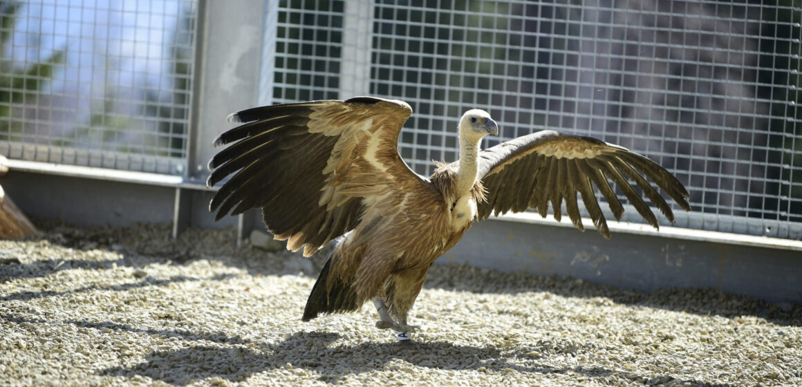 Vulturii suri revin în România după mai bine de 70 de ani: primele 25 de exemplare au ajuns în Masivul Făgăraș