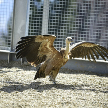 Vulturii suri revin în România după mai bine de 70 de ani: primele 25 de exemplare au ajuns în Masivul Făgăraș
