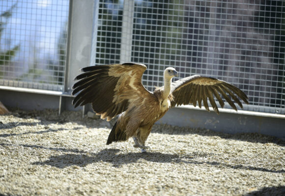 Vulturii suri revin în România după mai bine de 70 de ani: primele 25 de exemplare au ajuns în Masivul Făgăraș