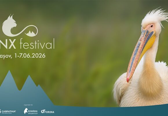 Natura este vedetă de cinema la a patra ediție LYNX Festival: Brașov 1-7 iunie 2026
