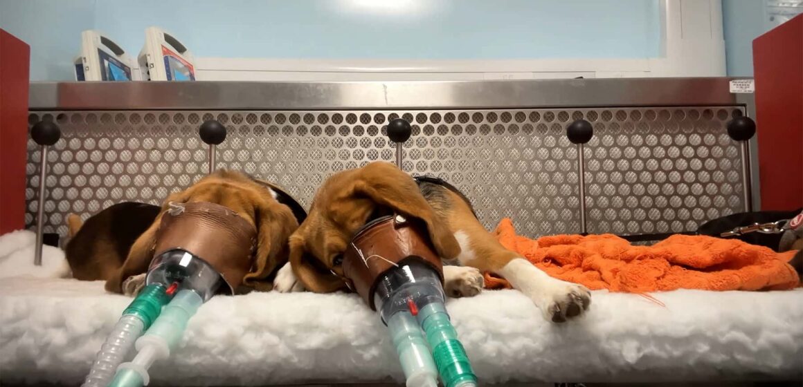 Apel global pentru încetarea testării toxicității pe animale după apariția unor imagini șocante. 90% dintre medicamentele care trec testele pe animale eșuează în studiile clinice pe oameni