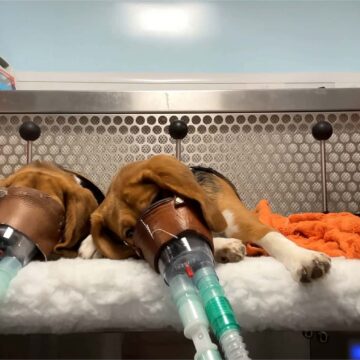 Apel global pentru încetarea testării toxicității pe animale după apariția unor imagini șocante. 90% dintre medicamentele care trec testele pe animale eșuează în studiile clinice pe oameni