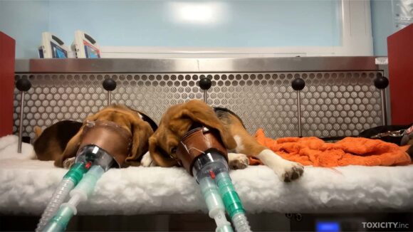 Apel global pentru încetarea testării toxicității pe animale după apariția unor imagini șocante. 90% dintre medicamentele care trec testele pe animale eșuează în studiile clinice pe oameni