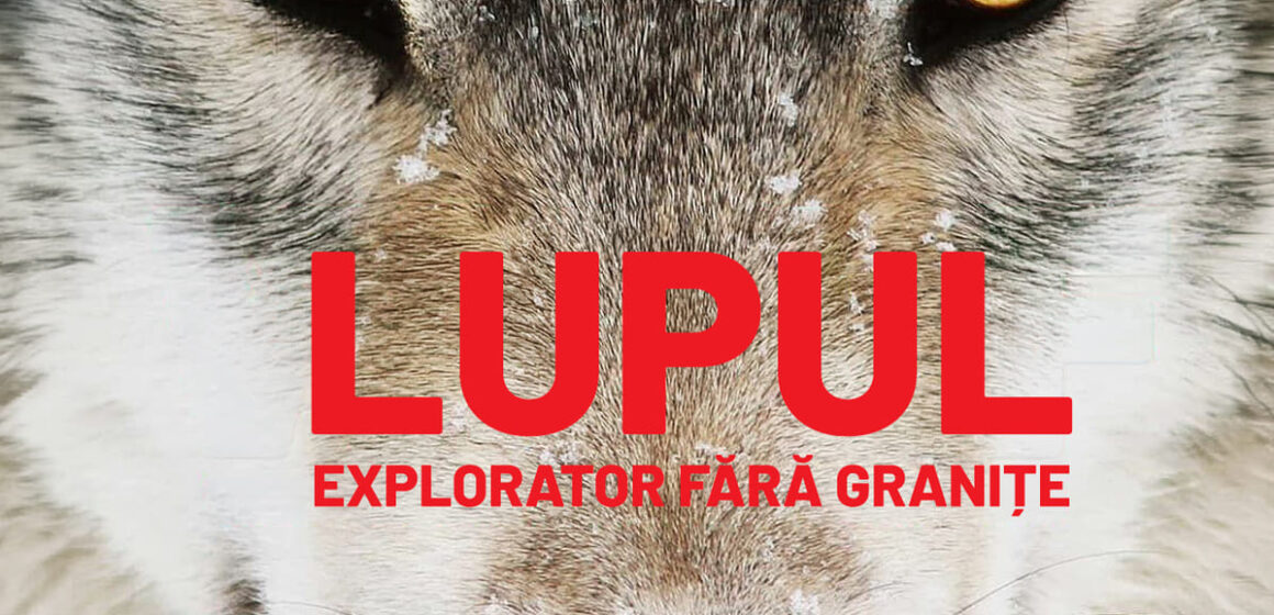 „Wolf”, documentarul multipremiat despre revenirea lupului în Europa, ajunge la Făgăraș Fest 2026