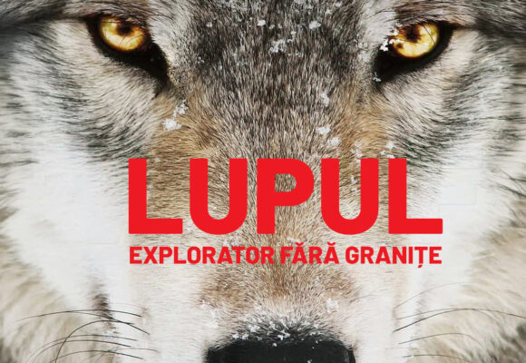 „Wolf”, documentarul multipremiat despre revenirea lupului în Europa, ajunge la Făgăraș Fest 2026 „Wolf”, documentarul multipremiat despre revenirea lupului în Europa, ajunge la Făgăraș Fest 2026